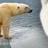 The Truth About The Extinction Of The Polar Bear HD Wildlife Documentary