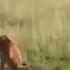 Cheetah Vs Impala Fierce Fight Dramatic Moments In The Savanna Animal Life Impala Cheetah