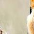 Lion EXPELLED FROM THE POCKET By Lionesses MAKES AN EPIC RETURN
