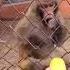 Monkey Gets Pissed And Destroys Banana