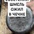 Советский Шмель ожил Чай на керосине как в старые добрые времена