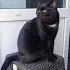 Marsik The Cat Went Out On The Balcony For A Walk And Sat On His Favorite Chair