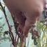 Revive Your Dried Underwatered Plant