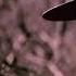 Rag N Bone Man Leaf Dog Whatever S Left OFFICIAL VIDEO