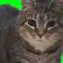 КОТ КРУТИТСЯ на ЗЕЛЕНОМ ФОНЕ ФУТАЖ Greenscreen Memes Funny Cat реакция кота
