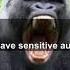 The Most Intimidating Roar The Silverback Gorilla