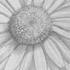 How To Draw Flowers Daisy Pencil Drawing