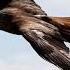 Final Boss Myuu Birds Music