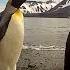 GoPro Penguin Dance Off