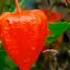 Yummy Red Lantern Fruit Youtubeshort Vrial Khansa Sahar