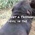 Tasmanian Devils True Friendship Among Animals Short Shorts