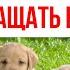 Как правильно выбрать щенка лабрадора На что обратить внимание при выборе лабрадора