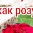 Песня У креста положу свое сердце как розу Алексей Савостин