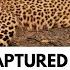 Forest Officials Capture Elusive Leopard On Tirumala Footway