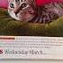 Wallace The Stray Kitten March 8th Cat Peanuts Desk Calendar