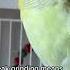 Budgie Sounds And Meanings Birds Budgie Parakeet Parrot Shorts Budgies Parrots Tamedbirds