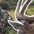 North Dakota Early Season BIG BUCK DOWN