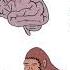 The Evolution Of The Human Brain