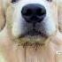 This Is A Work Of Art Keziacook Goldenretriever Cutedogvideo New Reels Trend Shorts Yshorts
