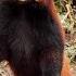 Красная панда редкий зверь не уступающий в милоте енотам