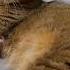 A Baby Kitten Got Trapped Under Its Mother Cat Charo