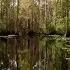 Okefenokee Swamp Georgia Outdoors