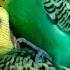 Спаривание волнистых попугаев Budgies Parrots Mating Parrots Love