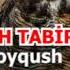 Tushda Boyqush Ko Rsa Nima Bo Ladi Тушда бойкуш Ko Rsa Nima Bo Ladi Тушда бойугли