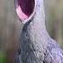 Before After Animals Growing Up Amazing Animal Transformation Short Tiktok Animals Viral