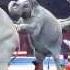 Ringling Brothers Circus Cruelty To Elephants Sept 1 2014