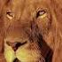 Lion S Journey From Cub To King8 Lionking Lionbeats Lioncub Lion Lionchannel Lions