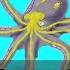 Why Does An Octopus Have Nine 9 Brains