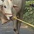 BULL RAN AWAY WHILE LOADING FOR SHAMIM CATTLE FARM KOLKATA COW 2025