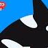 100 Sharks Song Animal Songs Nursery Rhymes REDMON