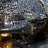 Lucanus Cervus Part 3 Female European Stag Beetle