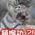 老虎 白幼虎狂咬踩踏虎媽 媽滿臉無奈 動物 老虎 可愛 搞笑 親子