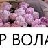 Везар Волахьа