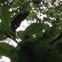 Black Howler Monkey Inter Group Encounter