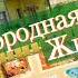 Заставка телеканала Загородная жизнь Video Of The TV Channel Country Life