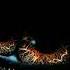 Son Of Son Elucidum Original Mix VP