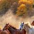 VALDI SABEV We Are Free