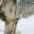 This Lone Wolf Weighs Up A Solo Attack On An Injured Elk Epic Yellowstone Smithsonian Channel