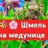 Шмель на медунице в Сибири май 2025 Шмель Медуница Сибирь Природа Весна
