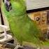 Parrot Laughs And Coughs Like A Maniacal Woman