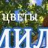 ПОЛЕВЫЕ ЦВЕТЫ ТАНЦПЛОЩАДКА 80 х песня сенчина лето ностальгия цветы любовь