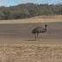 South Korean Soldiers Encounter Australia S Most Dangerous Wildlife