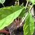 How To Grow Avocado From Seed