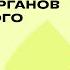 Ткани и системы органов растительного организма 2 2 Биология 6 класс Домашняя школа Фоксфорда