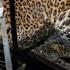 Double Trouble Two Leopards Rescued Within 24 Hours In Maharashtra