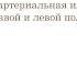 6К Биология Передвижение веществ у животных